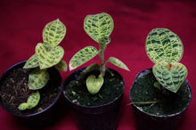 Load image into Gallery viewer, Macodes Petola
