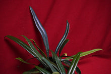 Load image into Gallery viewer, Microsorum Thailandicum Blue Oil Fern
