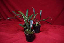 Load image into Gallery viewer, Microsorum Thailandicum Blue Oil Fern
