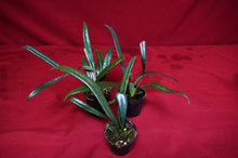Load image into Gallery viewer, Microsorum Thailandicum Blue Oil Fern
