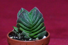 Load image into Gallery viewer, Crassula 'Buddha's Temple'
