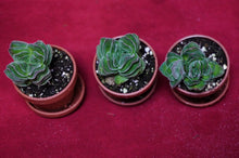 Load image into Gallery viewer, Crassula 'Buddha's Temple'
