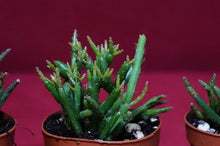 Load image into Gallery viewer, Rhipsalis Burchellii
