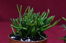 Load image into Gallery viewer, Rhipsalis Baccifera Cashero
