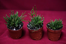 Load image into Gallery viewer, Rhipsalis Baccifera Cashero
