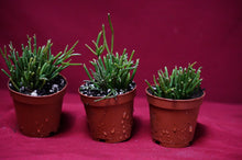 Load image into Gallery viewer, Rhipsalis Baccifera Cashero
