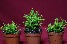 Load image into Gallery viewer, Rhipsalis Baccifera
