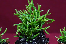 Load image into Gallery viewer, Rhipsalis Baccifera
