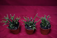 Load image into Gallery viewer, Rhipsalis Pilocarpa
