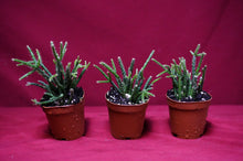 Load image into Gallery viewer, Rhipsalis Pilocarpa
