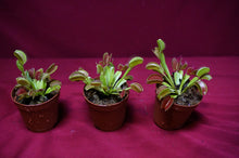 Load image into Gallery viewer, Venus Flytrap
