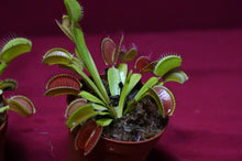 Load image into Gallery viewer, Venus Flytrap
