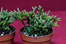 Load image into Gallery viewer, Rhipsalis Capilliformis
