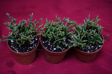 Load image into Gallery viewer, Rhipsalis Capilliformis
