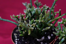 Load image into Gallery viewer, Rhipsalis Capilliformis

