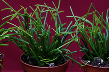 Load image into Gallery viewer, Rhipsalis Clavata
