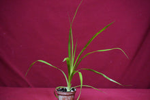 Load image into Gallery viewer, Billbergia 'Teng Ee'
