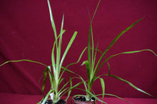 Load image into Gallery viewer, Billbergia 'Teng Ee'
