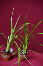 Load image into Gallery viewer, Billbergia 'Teng Ee'
