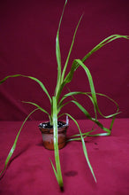 Load image into Gallery viewer, Billbergia 'Teng Ee'
