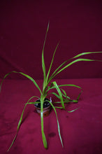 Load image into Gallery viewer, Billbergia 'Teng Ee'
