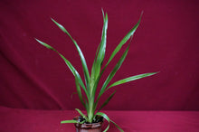 Load image into Gallery viewer, Billbergia Casa Blanca
