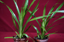 Load image into Gallery viewer, Billbergia Casa Blanca
