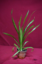 Load image into Gallery viewer, Billbergia Casa Blanca
