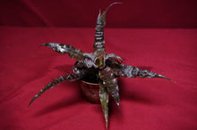 Load image into Gallery viewer, Cryptanthus Absolute Zero
