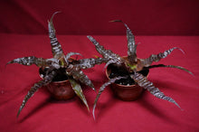 Load image into Gallery viewer, Cryptanthus Absolute Zero
