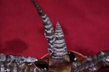 Load image into Gallery viewer, Cryptanthus Absolute Zero

