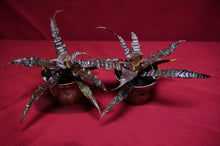 Load image into Gallery viewer, Cryptanthus Absolute Zero
