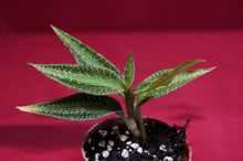 Load image into Gallery viewer, Goodyera Malipoensis
