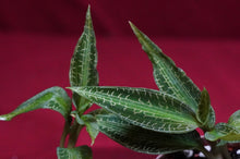 Load image into Gallery viewer, Goodyera Malipoensis
