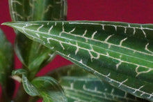 Load image into Gallery viewer, Goodyera Malipoensis
