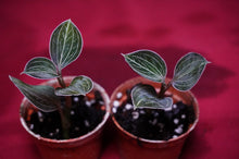 Load image into Gallery viewer, Anoectochilus Lowii
