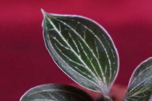 Load image into Gallery viewer, Anoectochilus Lowii
