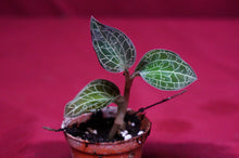 Load image into Gallery viewer, Dossinochilus Dreamcatcher
