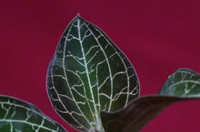 Load image into Gallery viewer, Dossinochilus Dreamcatcher
