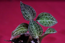 Load image into Gallery viewer, Dossinochilus Dreamcatcher
