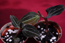 Load image into Gallery viewer, Ludochilus Sea Turtle
