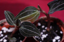 Load image into Gallery viewer, Ludochilus Sea Turtle
