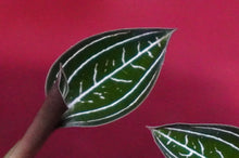 Load image into Gallery viewer, Ludisia Discolor Jewelyana
