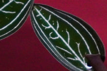 Load image into Gallery viewer, Ludisia Discolor Jewelyana
