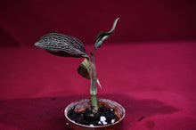 Load image into Gallery viewer, Ludisia Discolor Lightning
