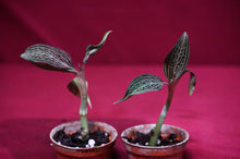 Load image into Gallery viewer, Ludisia Discolor Lightning
