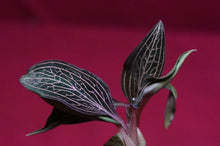 Load image into Gallery viewer, Ludisia Discolor Lightning
