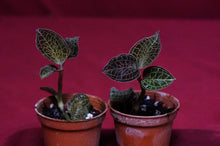 Load image into Gallery viewer, Anoectochilus Roxburghii
