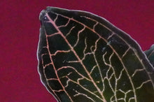 Load image into Gallery viewer, Anoectochilus Roxburghii
