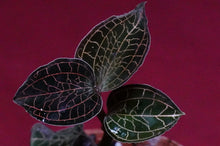 Load image into Gallery viewer, Anoectochilus Roxburghii
